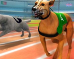 Köpek Yarışı